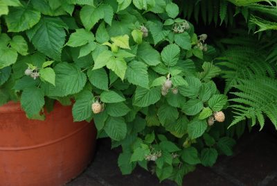 small-spaces-to-sweet-harvest:-tips-for-growing-fruit-in-containers